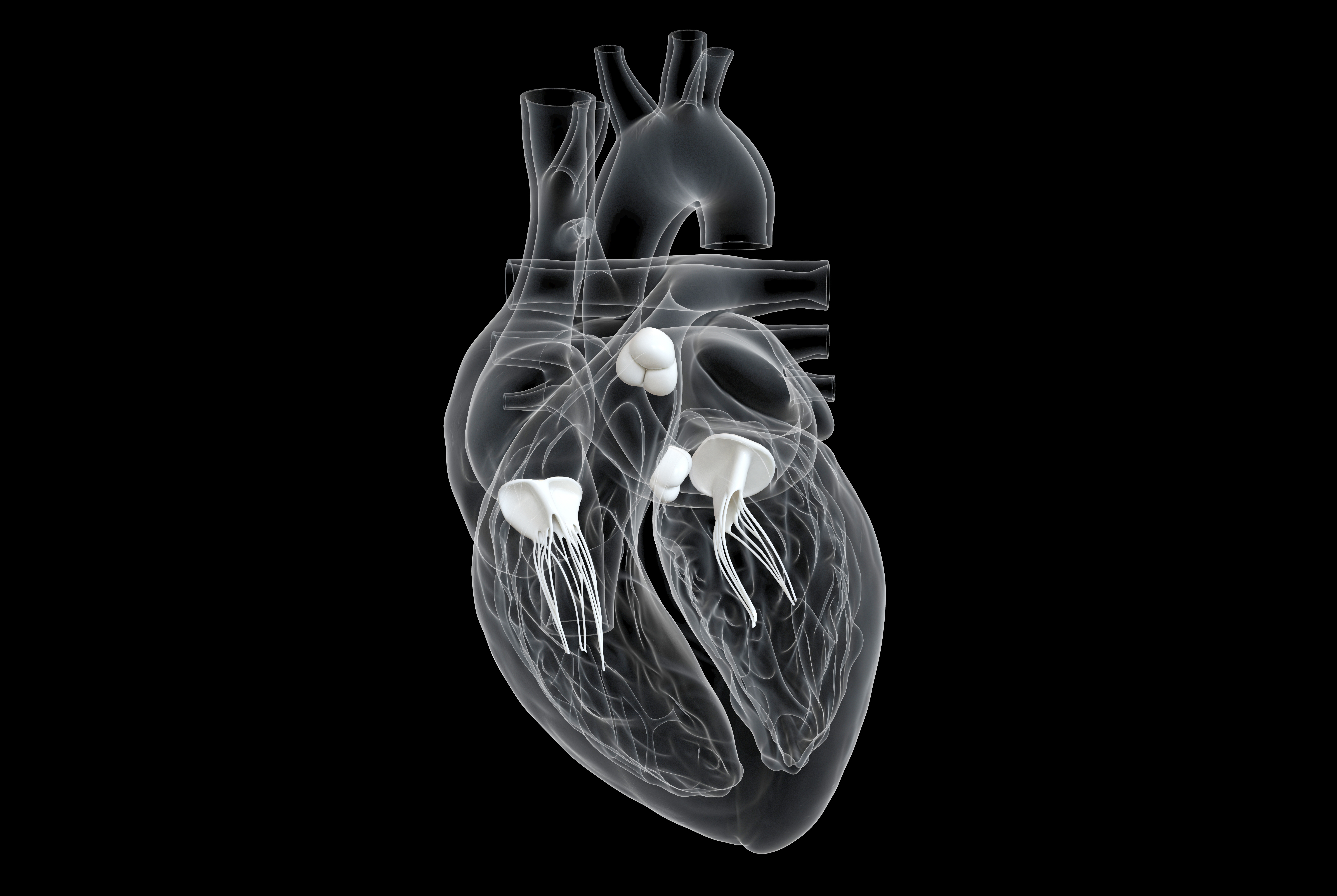 Heart Valves 3 D Base Thumbnail