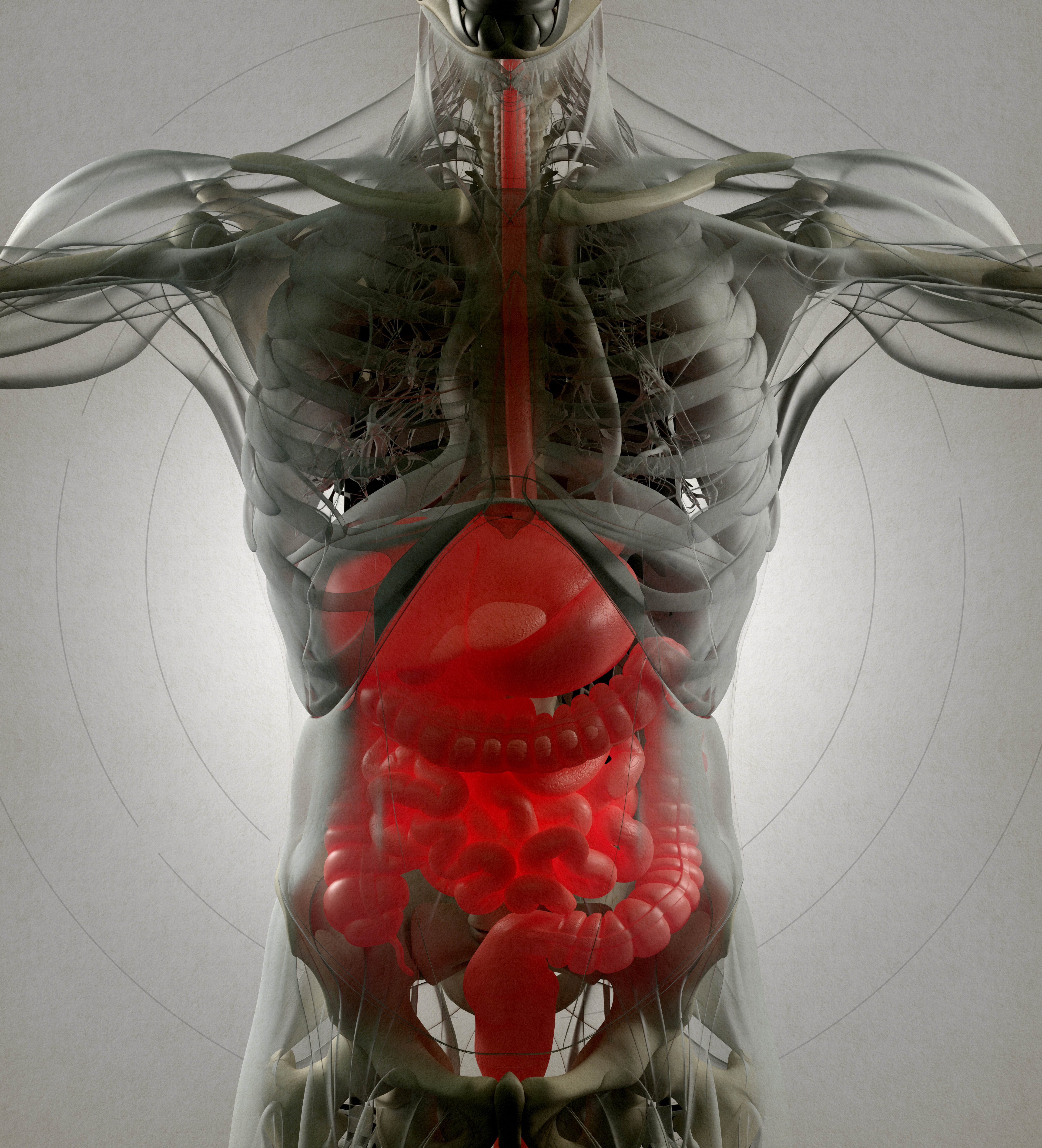 Digestive System 3 D Intestine