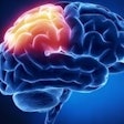 Brain