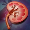 Kidney