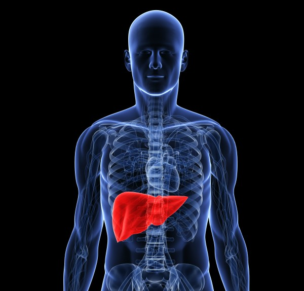 Liver