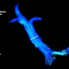 Velocity streamlines of the portal vein measured using 4D flow MRI in a cirrhosis patient (a 62-year-old male), shown at the cardiac cycle time t = 84 ms. A cut-plane (white marker) matching the 2D flow image plane was used to quantify the 4D flow parameters in the main portal vein.
