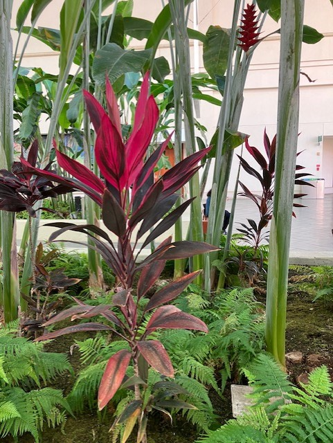 The convention center garden