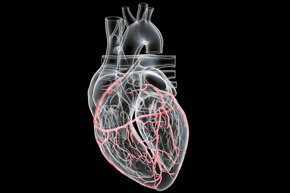 Artery Heart 3 D Base Thumbnail