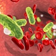 Bacteria Blood Sepsis