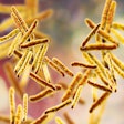 Bacteria Mycobacterium Tuberculosis 400