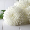 Flower Chrysanthemum 400