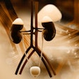 Kidneys