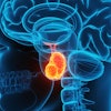 Pituitary Gland Adobe Art Spiral