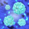 Prostate Cancer 3 D Rendering
