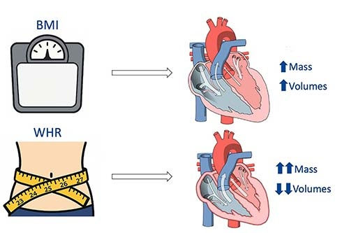 2025 11 25 Belly Fat Heart Thumbnail