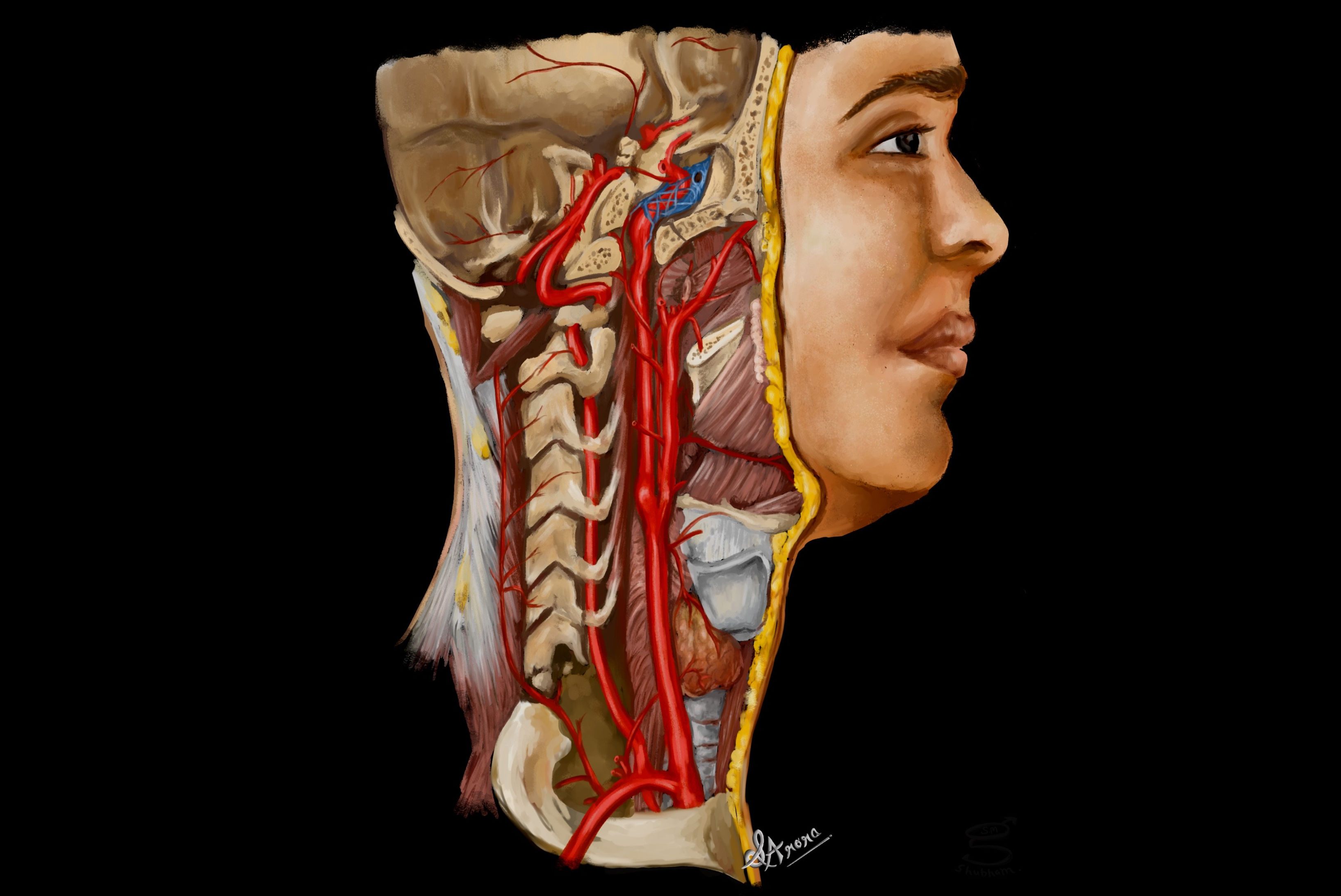 2025 12 19 Arora Medical Illustration Thumbnail