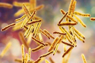 Bacteria Mycobacterium Tuberculosis