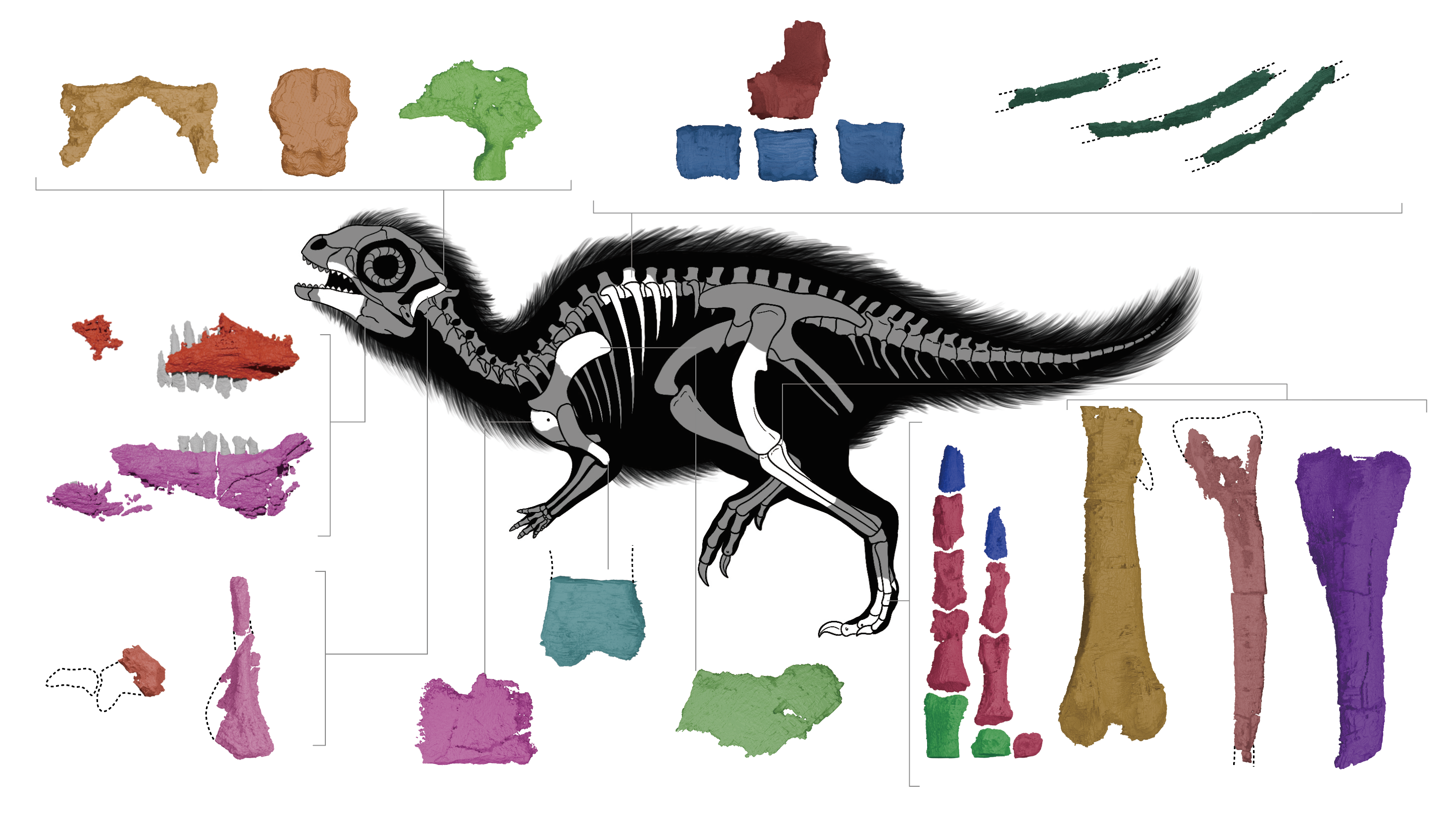 The skeletal anatomy of a juvenile Doolysaurus huhmini. The graphic highlights the fossil bones that were found with the dinosaur
