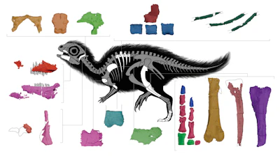 The skeletal anatomy of a juvenile Doolysaurus huhmini. The graphic highlights the fossil bones that were found with the dinosaur