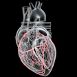 Artery Heart 3 D Base Thumbnail