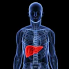 Liver
