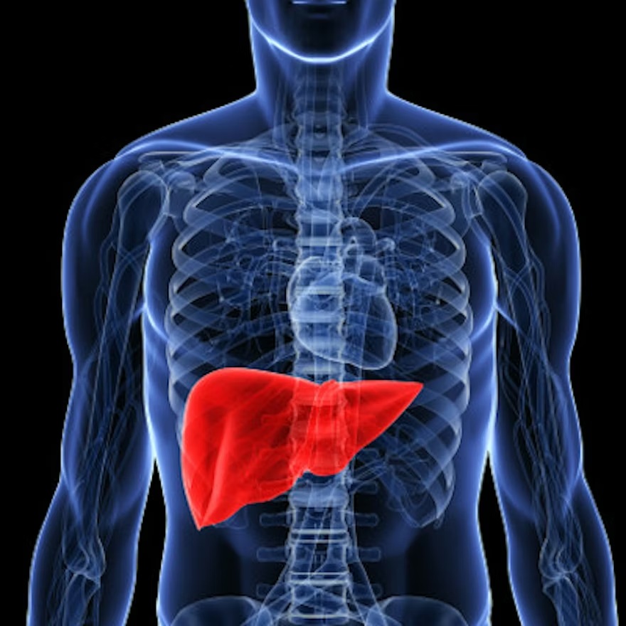 Liver