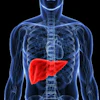 Liver