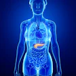 Pancreas New