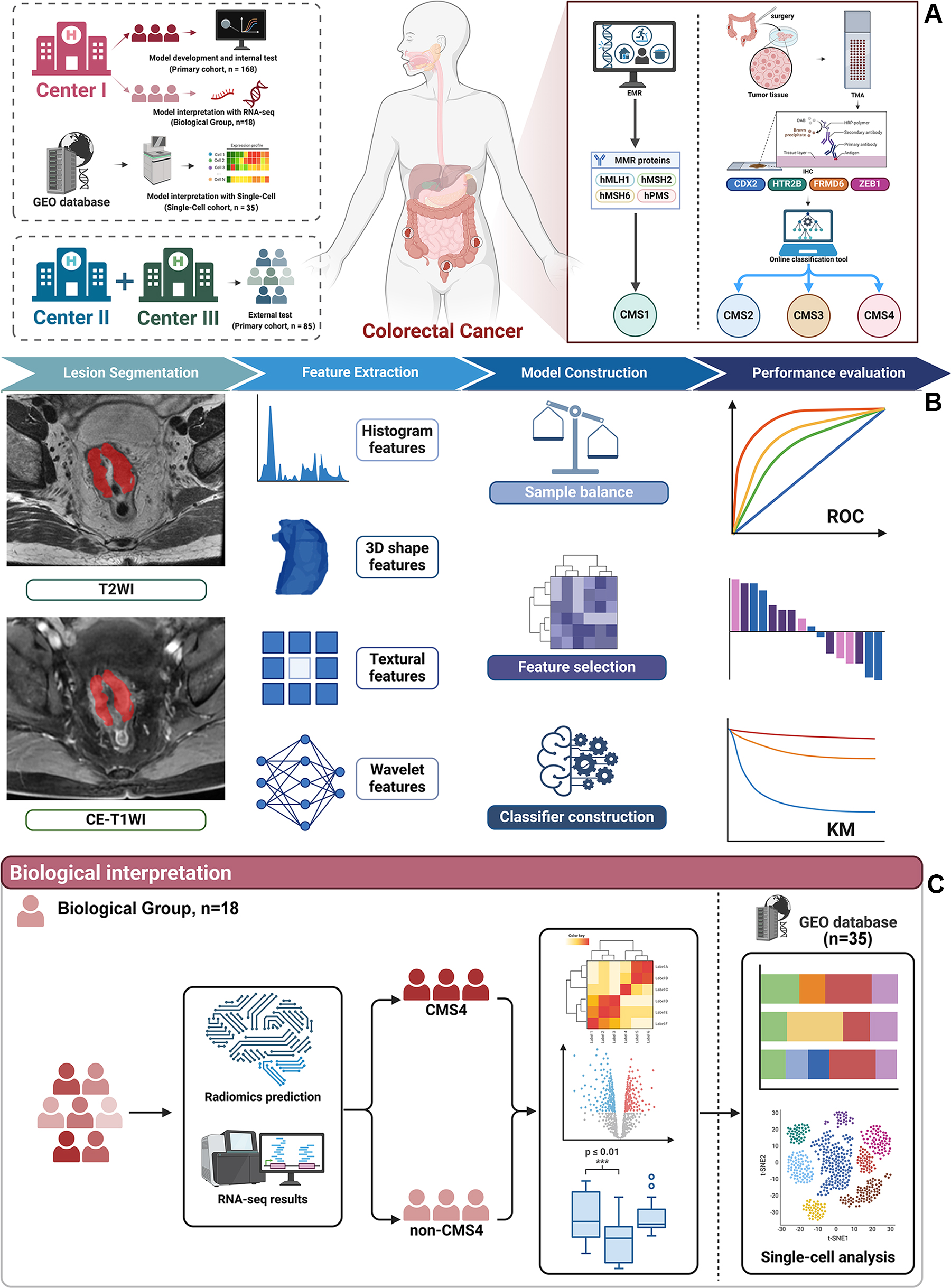 Overview of the study design, including data collection, radiomics model construction, and biologic interpretation. (A) The primary cohort for model development and evaluation in the training and internal test sets includes 168 patients with colorectal cancer (CRC) from center 1 (Fudan University Shanghai Cancer Center), whereas external testing was performed using data from 85 patients from centers 2 (Huashan Hospital, Fudan University) and 3 (Zhongshan Hospital, Fudan University). For model interpretation, RNA sequencing (RNA-seq) data from 18 patients with CRC in center 1 and single-cell data from 35 patients from the Gene Expression Omnibus (GEO) database are incorporated. Mismatch repair (MMR) protein expression, obtained from pathologic reports in electronic medical records (EMRs), was used to identify patients with consensus molecular subtype 1 (CMS1) CRC. Tissue microarrays (TMAs) from surgically obtained CRC tissues were analyzed for immunohistochemical staining of caudal-type homeobox 2 (CDX2), 5-hydroxytryptamine receptor 2B (HTR2B), FERM domain containing 6 (FRMD6), and zinc finger E-box binding homeobox 1 (ZEB1), and the results were subsequently entered into an online classification tool that assigned patients to CMS2, 3, or 4 subtypes. (B) Radiomics workflow for CMS4 prediction. Lesions were manually delineated on T2-weighted imaging (T2WI) and contrast-enhanced (CE) T1-weighted imaging (T1WI), followed by radiomics feature extraction. Feature selection and model development were performed in the training set using machine-learning algorithms with fivefold cross-validation for model selection, and the final model was evaluated in the internal and external test sets using receiver operating characteristic (ROC) curve analysis. (C) Transcriptomic interpretation workflow. Using the radiomics-predicted CMS4 classification, bulk RNA sequencing (RNA-seq) data were used to perform differential expression analysis between predicted CMS4 and non-CMS4 groups, followed by pathway enrichment analyses to assess biologic relevance. Public single-cell RNA sequencing data from the Gene Expression Omnibus database were then used for cell-type&ndash;level interrogation to support interpretation of the associated pathways.