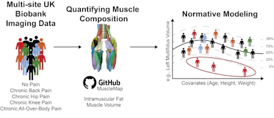 Analysis Pipeline: 42 bilateral muscles were automatically quantified using the MuscleMap Toolbox. Intramuscular fat and volume for each muscle were used to estimate the trajectories using Hierarchical Bayesian Regression, controlling for covariates. Exemplary individuals showing extreme deviations are displayed in the red-outlined group, underscoring how normative models can be used to identify and interpret variation in muscle health measures at an individual-level.