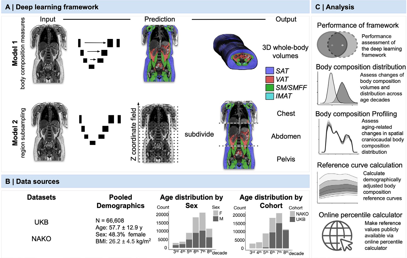 Overview of the study design. (A) The fully automated deep learning framework was developed to estimate body composition (BC) (defined as subcutaneous adipose tissue [SAT] in liters; visceral adipose tissue [VAT] in liters; skeletal muscle [SM] in liters; SM fat fraction [SMFF] as a percentage; and intramuscular adipose tissue [IMAT] in deciliters) from MRI. The fully automated framework comprised one model (model 1) to quantify different BC measures (SAT, VAT, SM, SMFF, and IMAT) as three-dimensional (3D) measures from whole-body MRI scans. The second model (model 2) was trained to identify standardized anatomic landmarks along the craniocaudal body axis (z coordinate field), which allowed for subdividing the whole-body measures into different subregions typically examined on clinical routine MRI scans (chest, abdomen, and pelvis). (B) BC was quantified from whole-body MRI in over 66,000 individuals from two large population-based cohort studies, the UK Biobank (UKB) (36,317 individuals) and the German National Cohort (NAKO) (30,291 individuals). Bar graphs show age distribution by sex and cohort. BMI = body mass index. (C) After the performance assessment of the fully automated framework, the change in BC measures, distributions, and profiles across age decades were investigated. Age-, sex-, and height-adjusted body composition reference curves were calculated and made publicly available in a web-based z-score calculator (https://circ-ml.github.io).