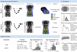 Deep learning framework for 3D body composition analysis using medical imaging with SAT, VAT, and IMAT segmentation across chest, abdomen, and pelvis regions.