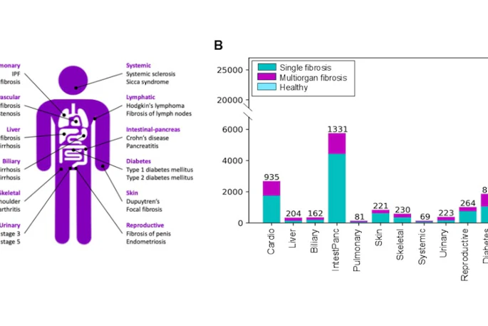 Fibrotic Buckets Disease Inclusion Uk Biobank Population Ismrm2026