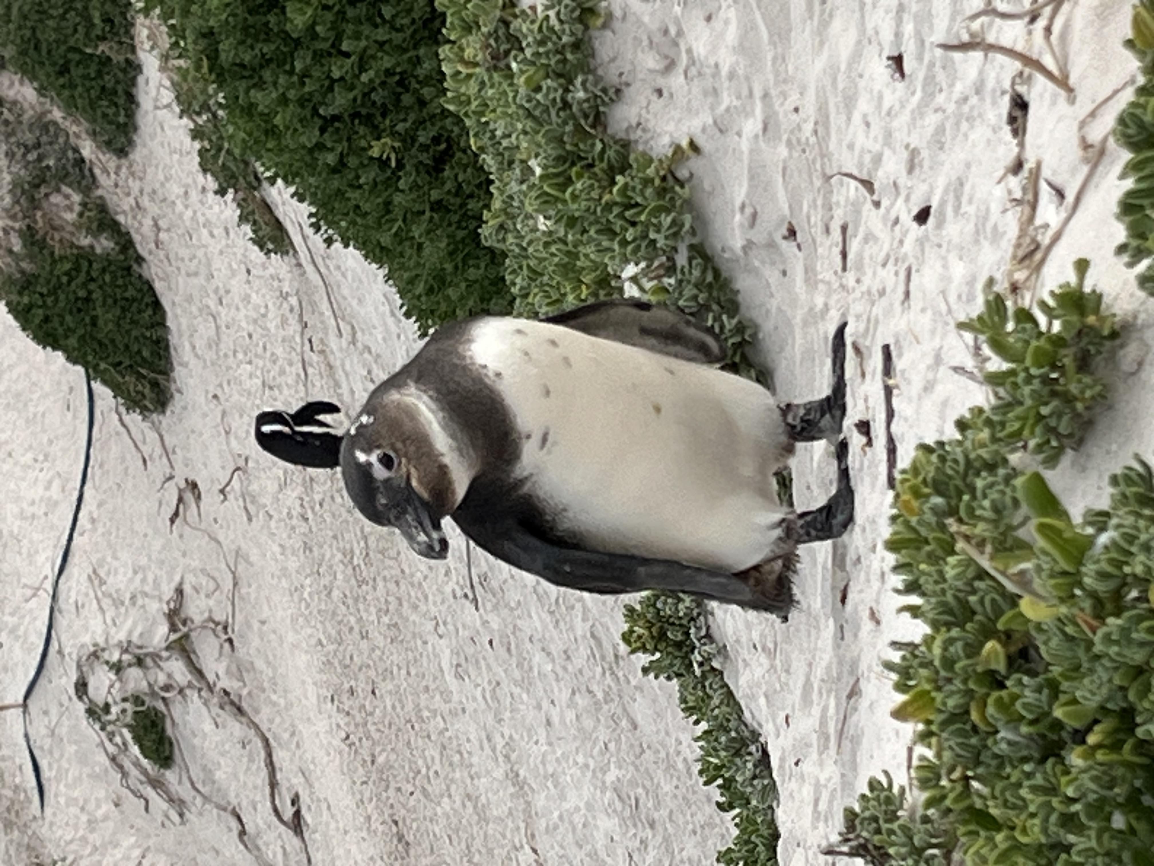 Ismrm One Penguin