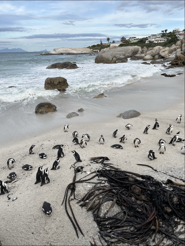 Ismrm Penguins