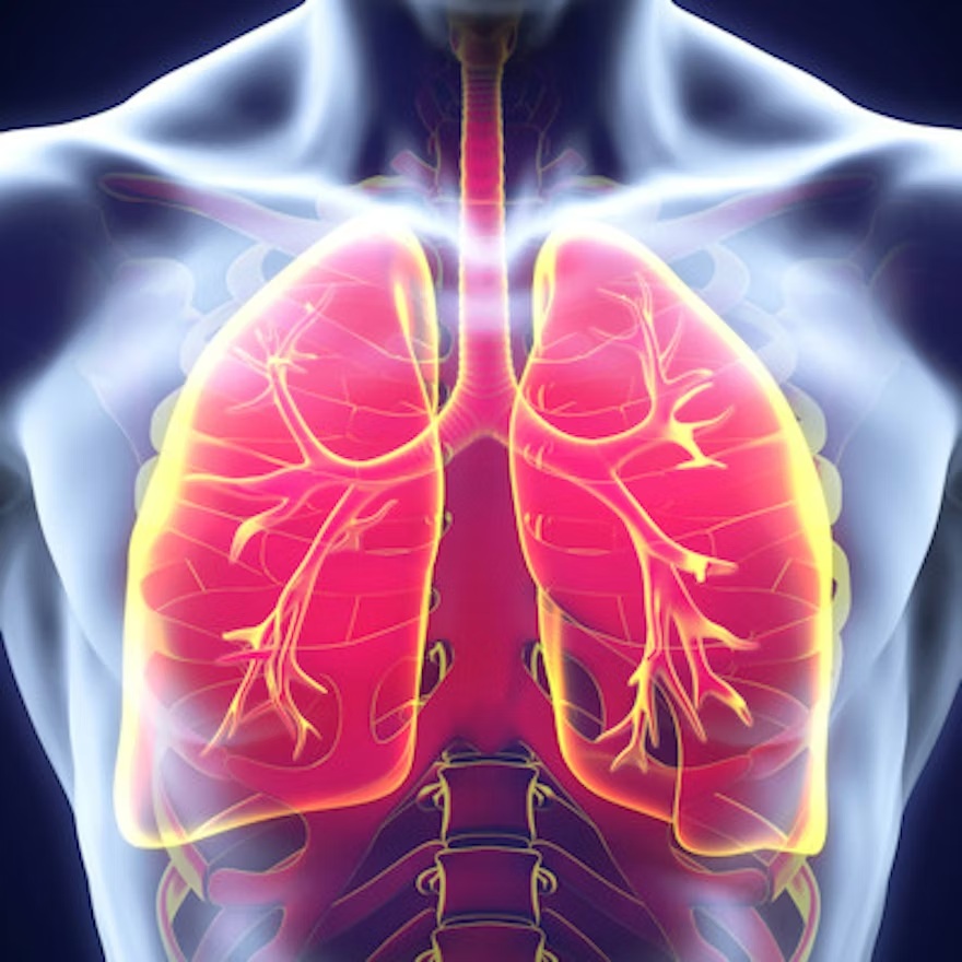 Lungs 2