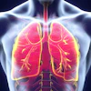 Lungs 2