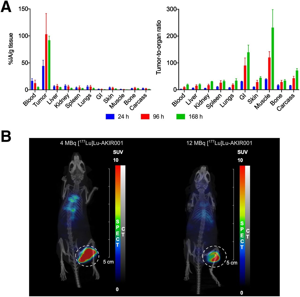 Biodistribution of Lu-177 AKIR001. (A) Mice (N = 12) bearing BxPC3 tumors were injected with Lu-177 AKIR001 and dissected at 24 (N = 4), 96 (N = 4), and 168 hours (N = 4) postinjection. Error bars represent SD. (B) Representative SPECT/CT images at 96 hours postinjection. GI = gastrointestinal.