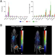 Biodistribution of Lu-177 AKIR001. (A) Mice (N = 12) bearing BxPC3 tumors were injected with Lu-177 AKIR001 and dissected at 24 (N = 4), 96 (N = 4), and 168 hours (N = 4) postinjection. Error bars represent SD. (B) Representative SPECT/CT images at 96 hours postinjection. GI = gastrointestinal.