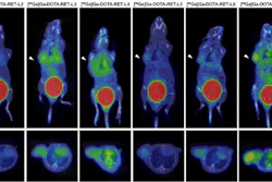 PET-RET thermal imaging comparison of eight laboratory mice showing heat distribution patterns in dorsal and transverse views with color-coded intensity scales.
