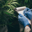 Marijuana