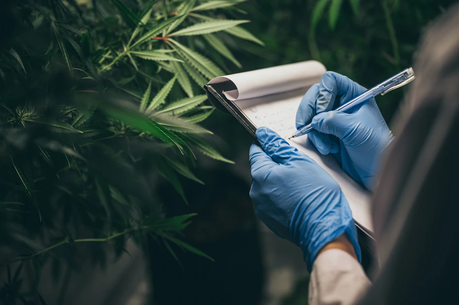 Marijuana use linked to greater coronary plaque burden