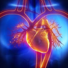 Heart 1