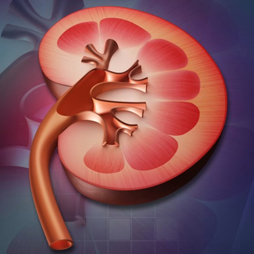 Kidney