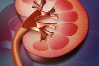 Kidney2