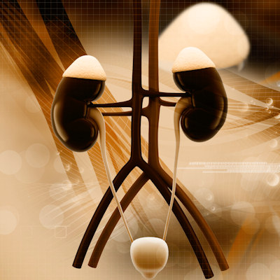 Kidneys 400