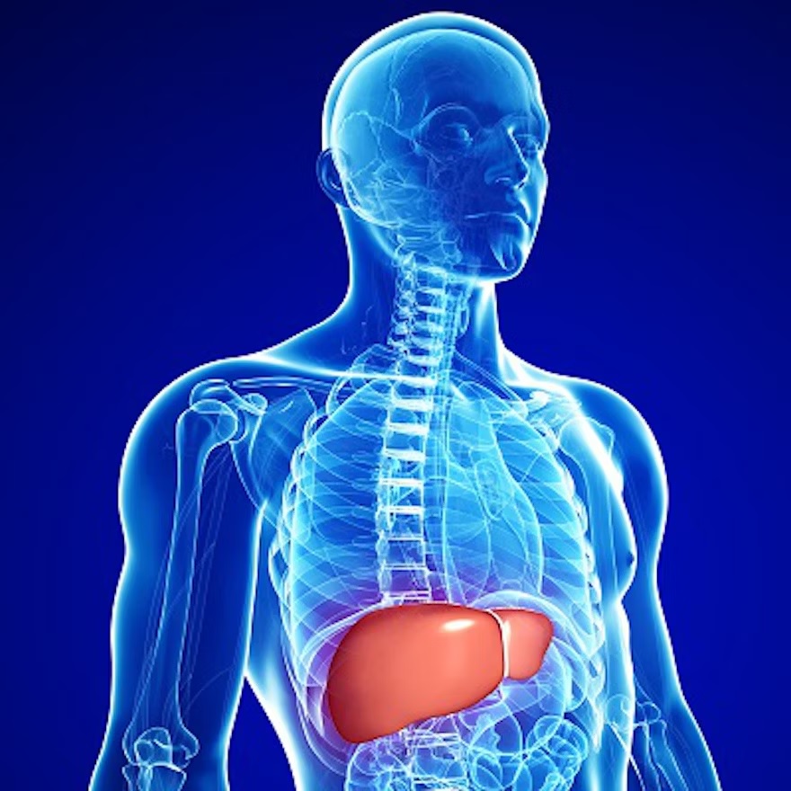 Liver