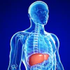 Liver