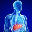 Liver