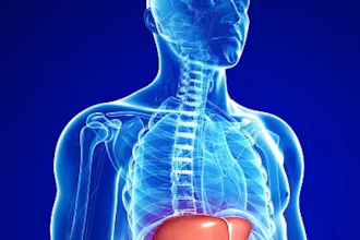 Liver