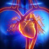 3D medical illustration of human heart with coronary arteries glowing in orange and red against blue background